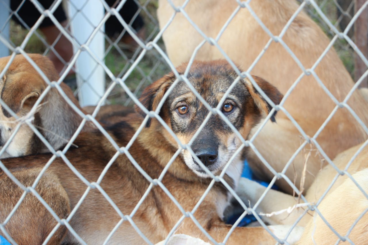 who-we-are A rescue dog looks through a wire fence, living in a shelter awaiting adoption.