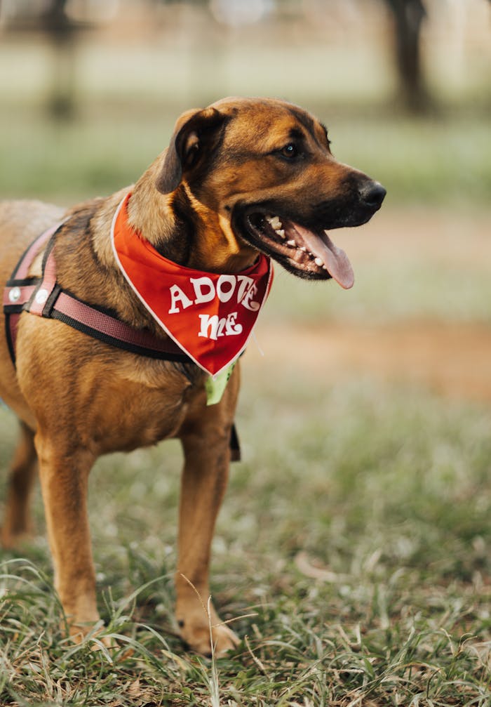 services-01 Adoptable dog with red bandana standing in a sunny park, looking lively and friendly.
