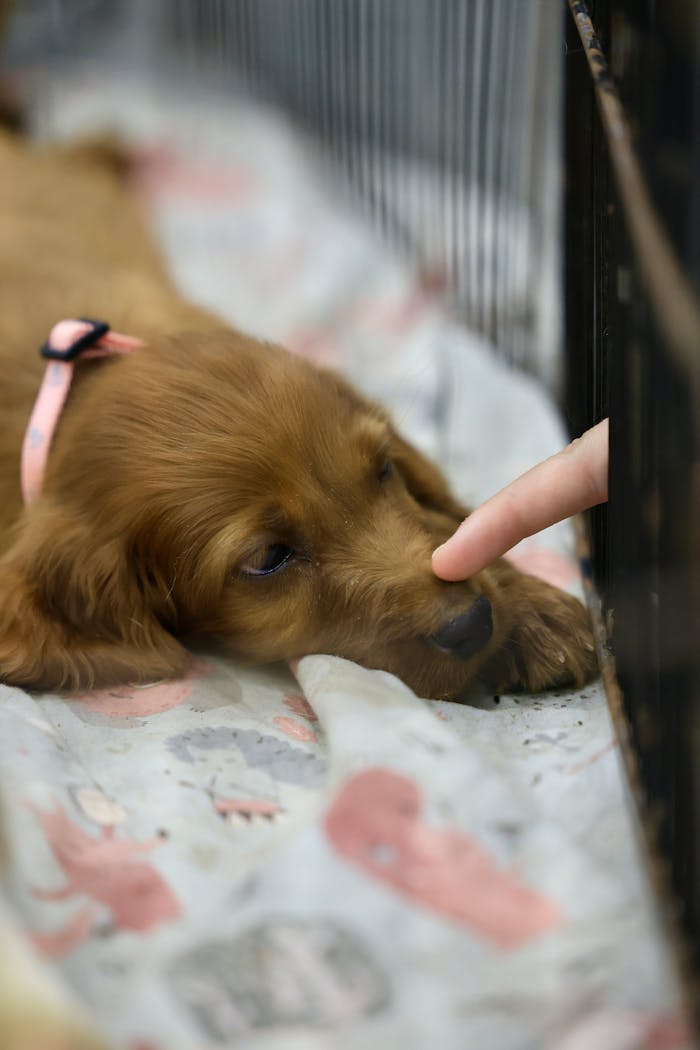 A young puppy in a shelter touches a human finger through a cage, symbolizing connection and warmth.