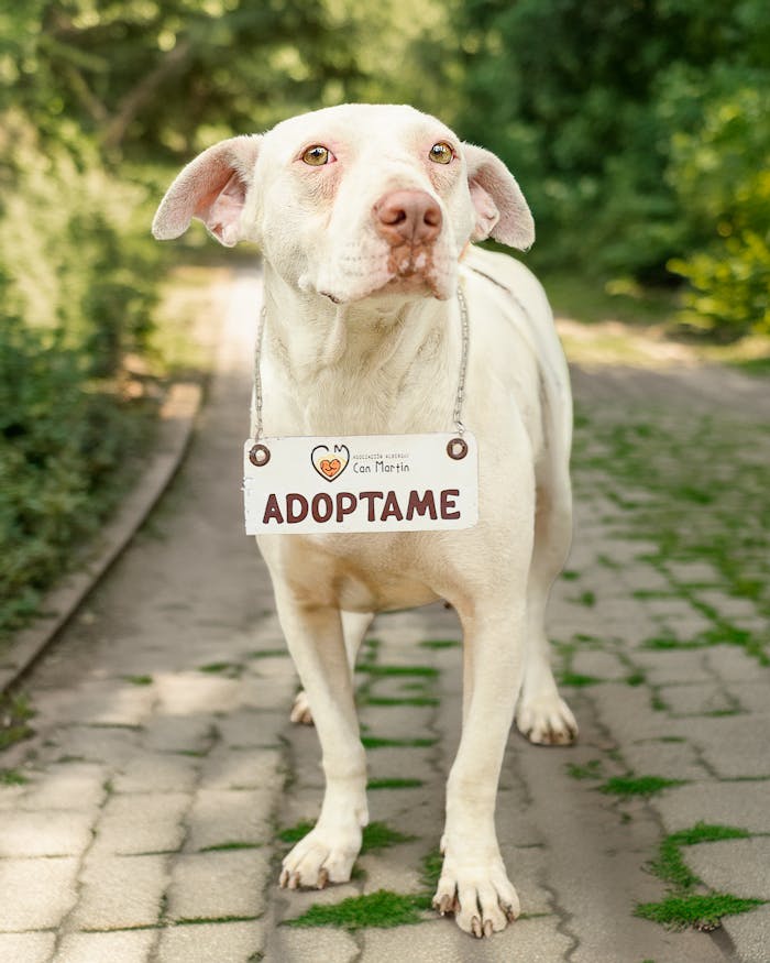 services-04 Charming white dog with adoption sign outdoors, seeking a loving home in Peru.
