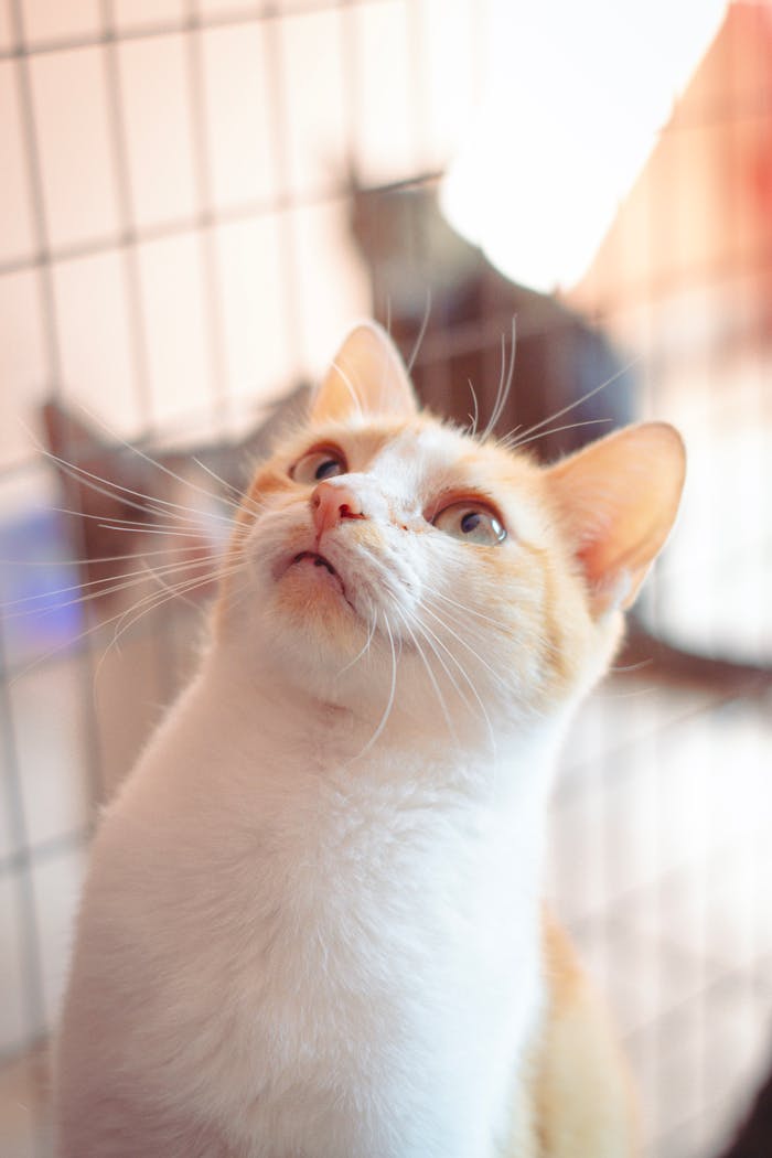 journey Charming ginger and white cat looking up inside a cage, symbolizing hope and adoption.