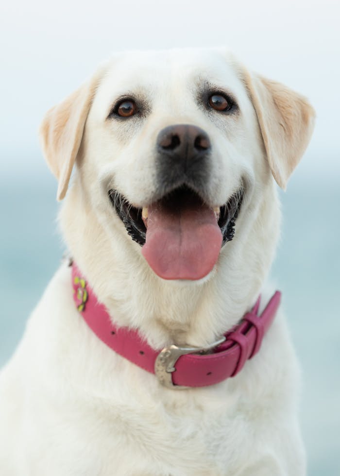 who-we-are pexels-photo-35649470.jpeg