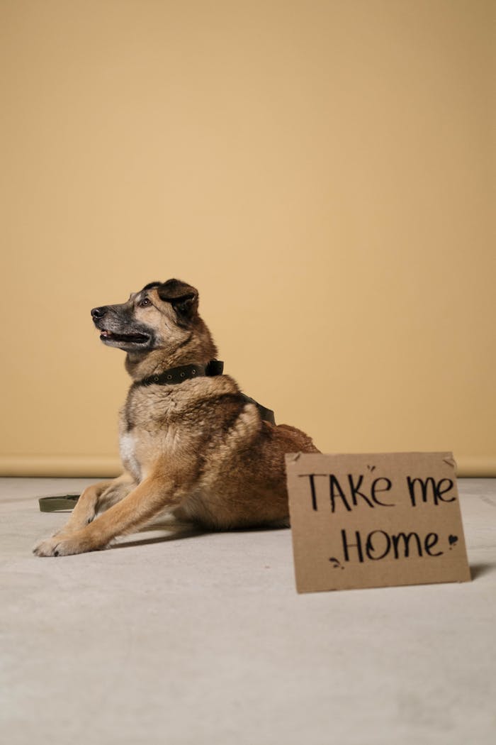 services-03 A hopeful dog beside a 'Take Me Home' adoption sign in a studio setting.