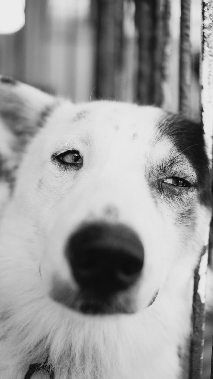 why-choose-us Black and white close-up of a dog with a thoughtful expression, showcasing pet emotions.