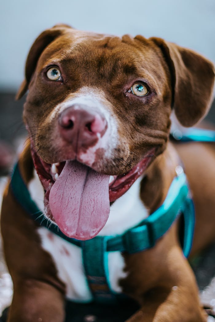 Close-up portrait of a happy pit bull in a harness, showcasing its lively expression.